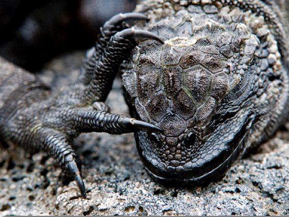 Marine Iguana Posters and Photographic Prints - posters-n-prints.com